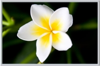 Pictures 1500W / 60cm x 90cm