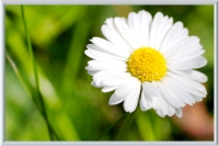 Pictures 1500W / 60cm x 90cm